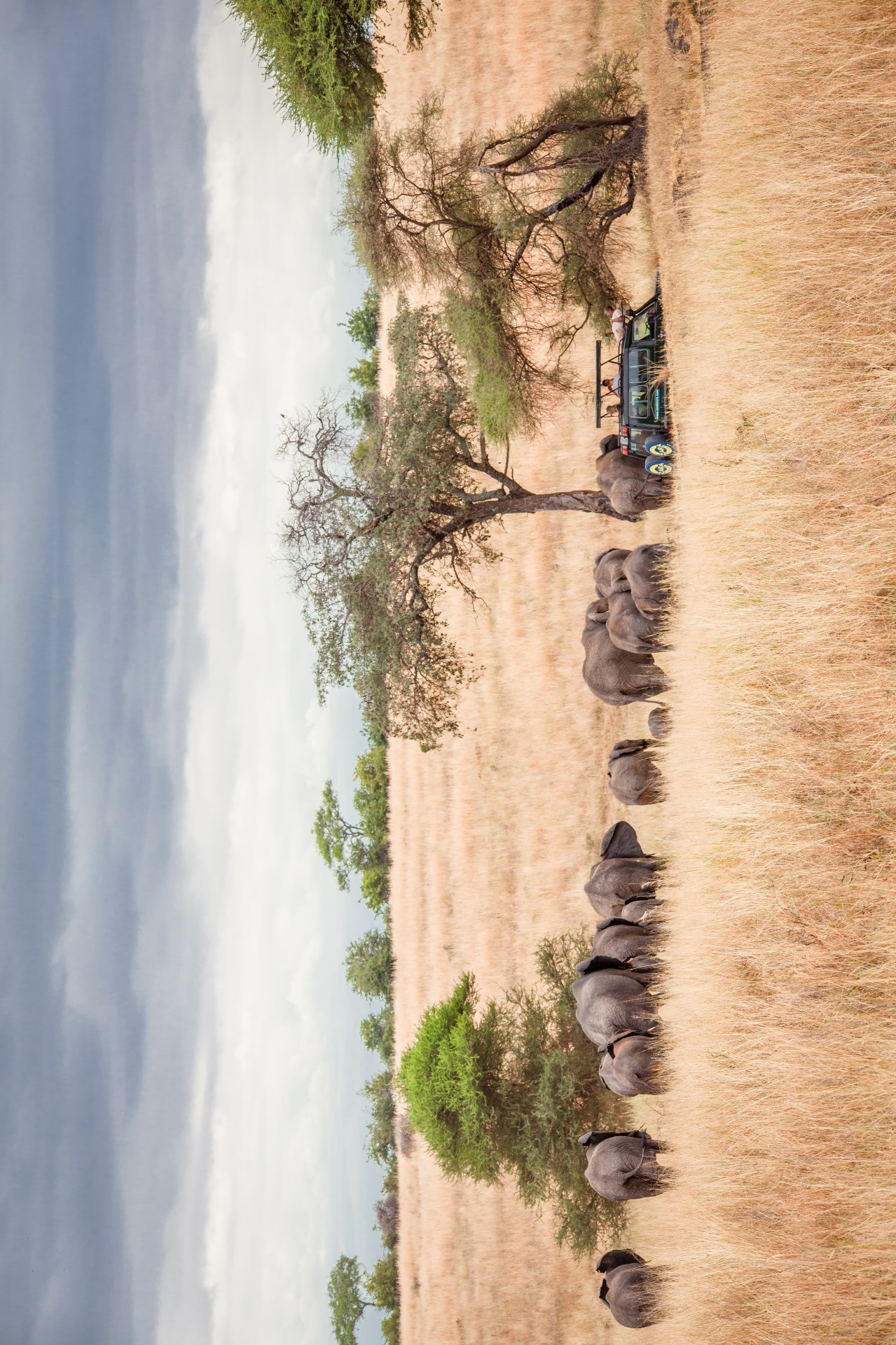 Tarangire elephants — The Luxury Africa DMC